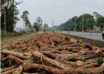 8公里林蔭遭砍老樹不敵施工需求 居民質疑「疏伐變清除」