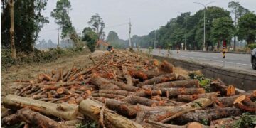 8公里林蔭遭砍老樹不敵施工需求 居民質疑「疏伐變清除」