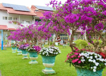 九重葛盛開山城深處　內門金竹國小成新年療癒秘境