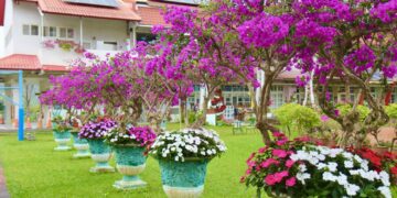 九重葛盛開山城深處　內門金竹國小成新年療癒秘境