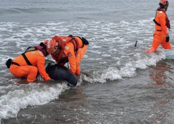 高雄港區新聞網／屏東車城11隻小虎鯨集體擱淺！海巡動員26人緊急搶救
