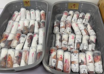 高雄港區新聞網／小三通旅客闖關失敗！行李箱藏304隻守宮活體動物　海關海巡聯手查獲