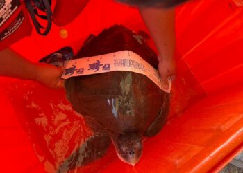 高雄港區新聞網／小琉球欖蠵龜遭漁網纏困命危！海巡、漁民聯手救援　火速送海生館治療