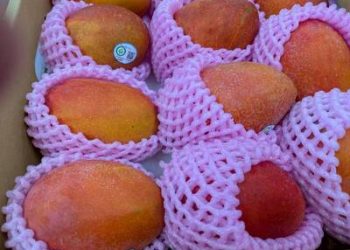 臺灣愛文芒果甜進茨城校園 臺日食農教育再深化