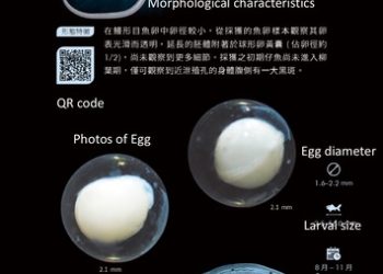 《魚大十八變》20年完成！臺灣團隊打造海洋生命百科